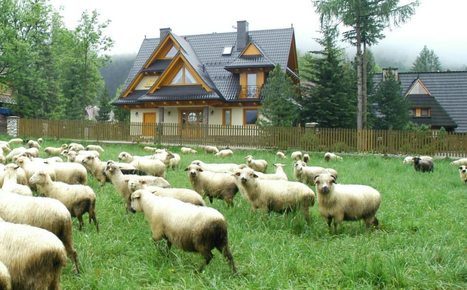 Willa Pod Limbami Zakopane Exterior photo